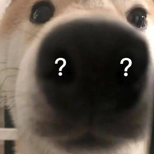 沙雕柴犬表情包