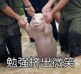 不想上学表情包下载洪水猪不想上学表情包高清无水印极光下载站