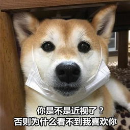 可爱逗比的汪星人表情包头像都微信头像我要个性网
