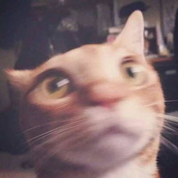 一个小猫不听不听表情图