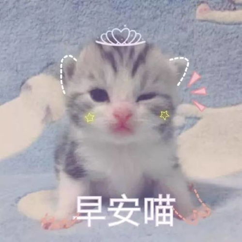 壁纸头像超可爱搞笑猫咪表情包
