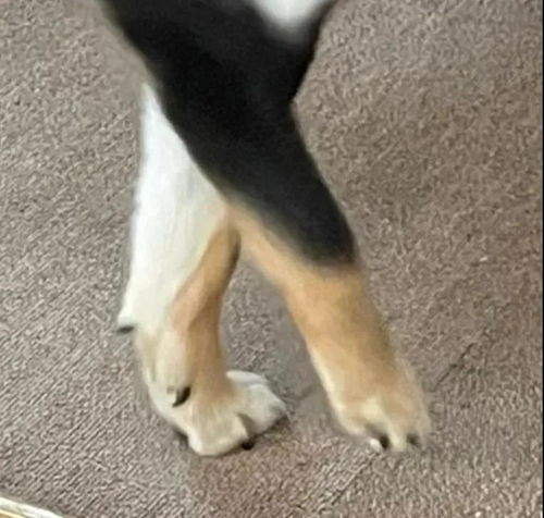 两只柴犬对峙,结果网友却笑喷了这是搞笑表情包斗图还是吵架
