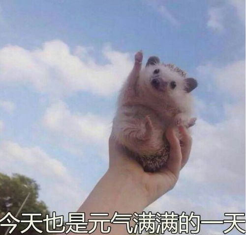 这是一条可爱搞怪的表情包合集