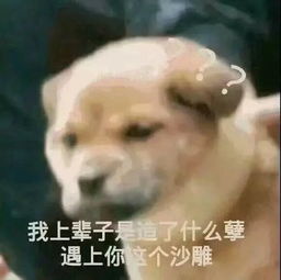 网友分享手机里的沙雕新闻哈哈哈哈笑出鹅叫声