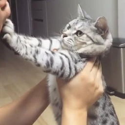 猫咪被主人强吻,着急立马伸出爪子阻止,拒绝的表情把人萌出血