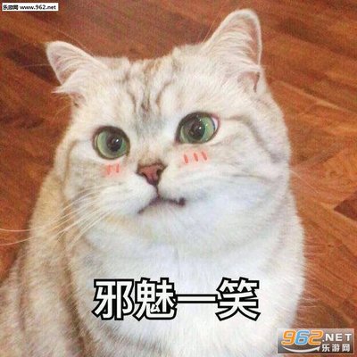 开黑吗我一个打五个猫咪表情包超可爱猫咪表情包