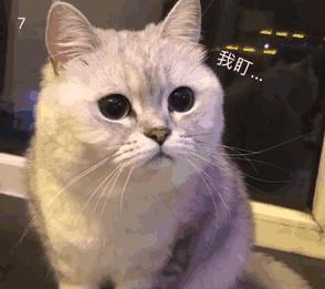 猫咪的这些行为,是在找你玩耍,别傻傻不知道