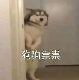 巨沙雕超级搞笑表情包一夜新娘