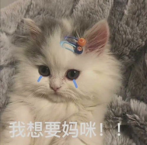 妈宝女可以用到的表情包