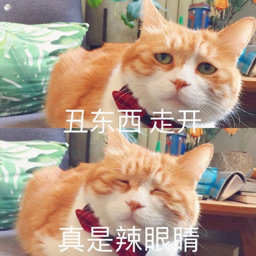 每日吸猫净化灵魂