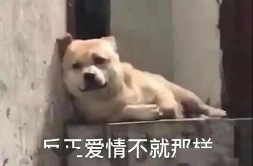 单身狗必备表情包美女只能孤芳自赏
