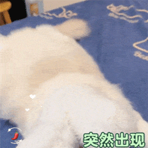每日沙雕表情包