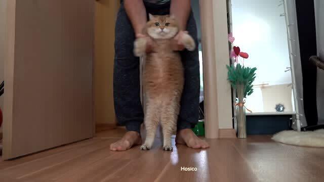 猫咪吃的太好了,肚子上都是赘肉,给大家看看