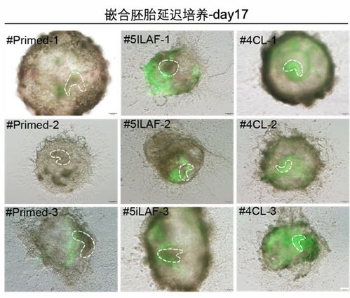 广州健康院合作构建的高比例胚胎干细胞嵌合体猴出生并存活