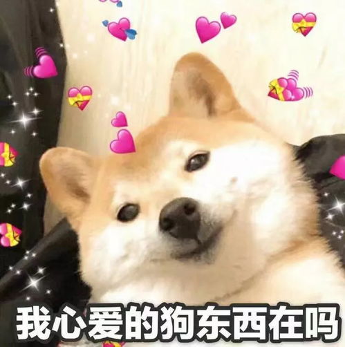 向天祈求一个队友