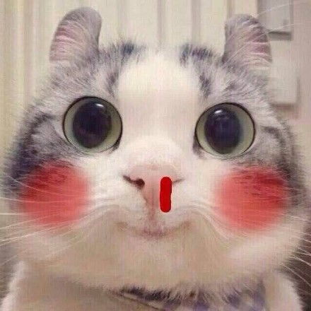 人呢表情包搞笑猫咪
