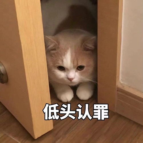 可爱搞笑又沙雕的表情包大全