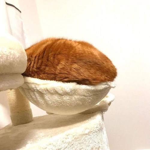 日本手工达人沙雕手办完美还原猫狗奇异型态液态猫转头狗脑洞大开