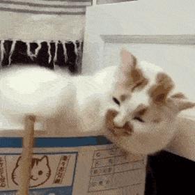 猫猫表情包超沙雕的猫咪表情包