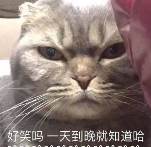 猫奴真的越来越多了,介绍一种猫界小妖精挪威森林猫