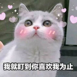 撩小哥哥表情包我超可爱的,做你女朋友好吗