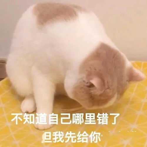 猫猫表情包第十期丨爱情这杯酒,谁喝都得醉