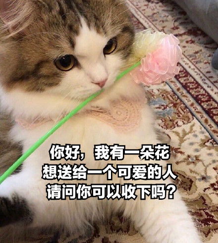 猫猫表情包你今天也很可爱哦
