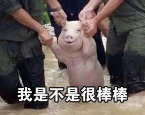 新晋表情包网红猪,最近微信朋友圈微博都被这只猪刷屏了....