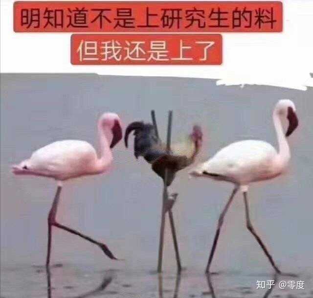 哦的表情包搞笑鸡年