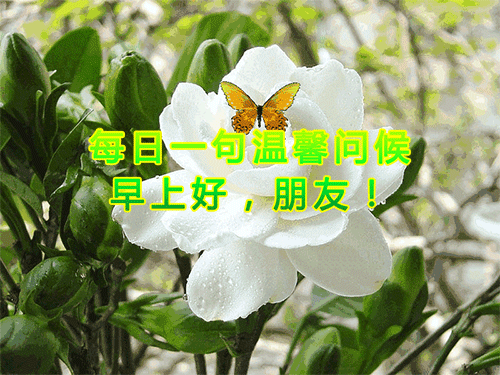 微信早上好动态表情早上鲜花问候表情图片