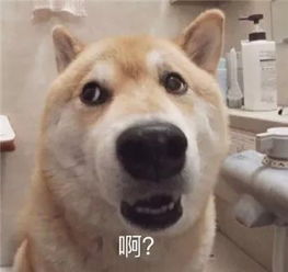 最全沙雕狗子表情包合辑年度最傻狗子都在这儿了