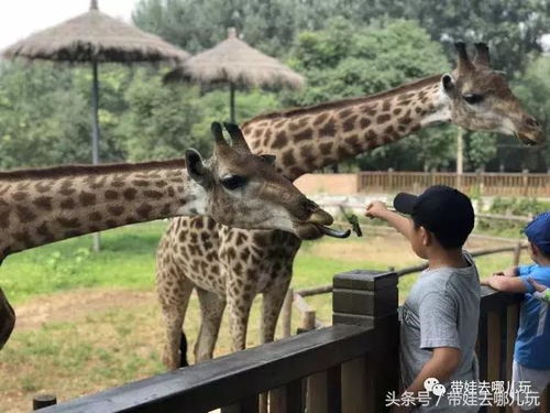 不要总惦记长隆了,身边的这个野生动物园也超好玩啊