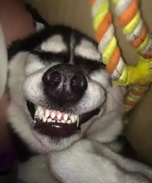 狗狗什么时候最搞笑,当然是睡觉的时候