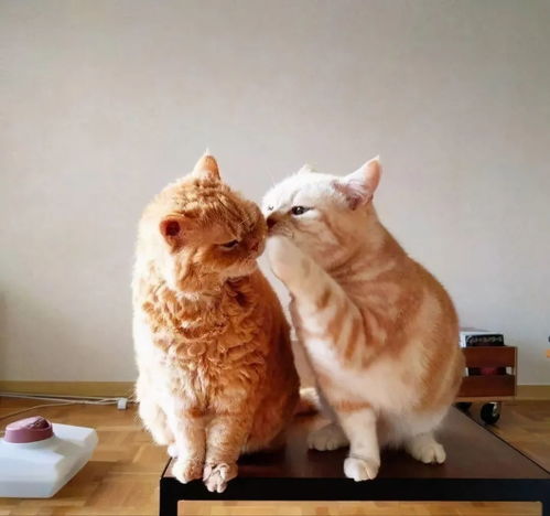 养两只猫的乐趣到底有多大有你陪伴,再也不孤单了