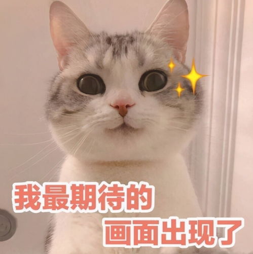 猫猫也会脱发秀逗的表情也太搞笑了吧,哈哈