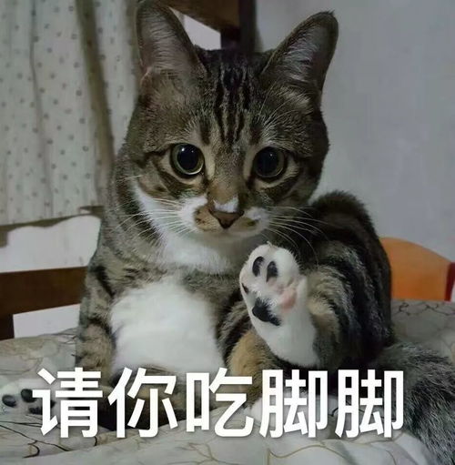猫咪表情包我等的喵在多远的未来养猫