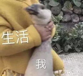 下雨天搞笑表情包图片龙舟水