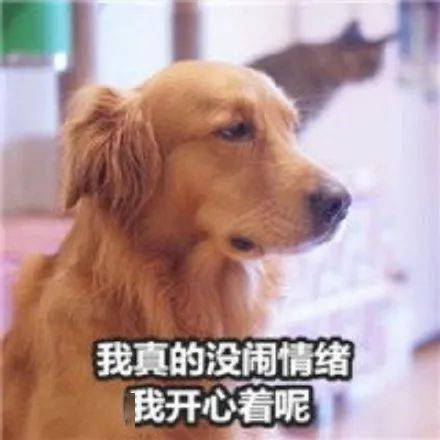 我家狗子突然流血了它是不是快死了