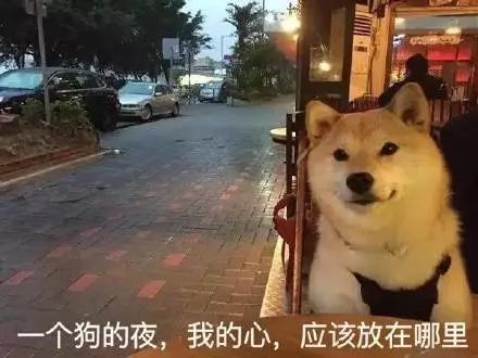 搞笑来自单身狗内心的独白表情包,我等的狗,他在多远的未来