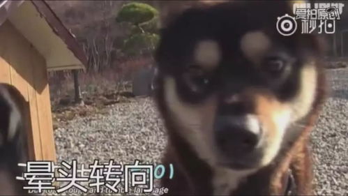狗狗们都是怎样对待初恋情人的呢黑柴我愿意把我所有的猪蹄都给你