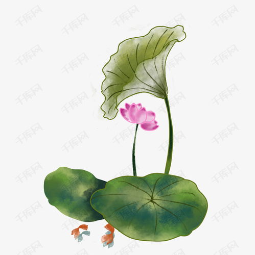 荷花莲花古典水墨国画夏日金鱼png素材图片免费下载千库网