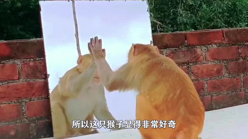 猴子第一次照镜子,小家伙的表情太搞笑