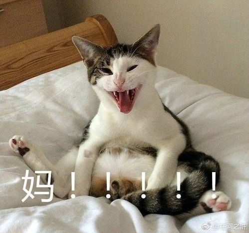 有哪些堪称有毒的表情包