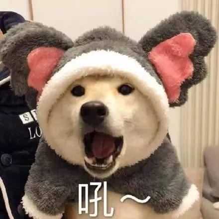 狗狗也有缺钙危机补钙的四个重要年龄段该安排了