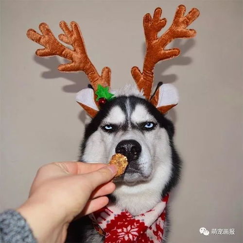 圣诞氛围越来越浓了,然而这些猫猫狗狗好像并不开心