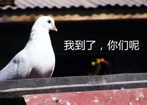 微信搞笑打麻将表情鸽子