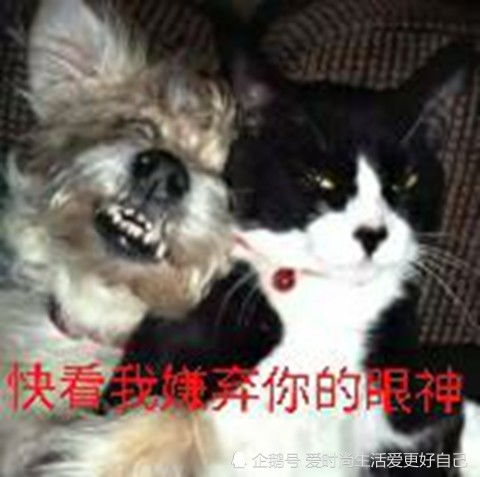 猫狗自拍表情包,不搞笑不花钱,怎么回事小老弟