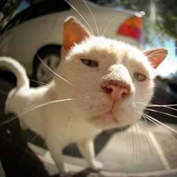 猫,动物,表情