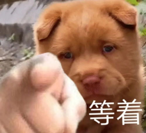 斗图表情包想要好多个对象