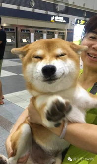图片搞笑表情柴犬